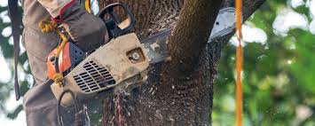 Trusted Pomona, CA  Tree Services Experts